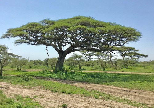 Tortilis acacia albero di - tortilis,