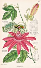 Passiflora Vitifolia America