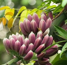 Musa itinerans, banana birmana