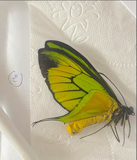 Ornithoptera Paradisea Borchi