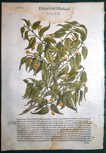 Stampa antica mattioli - antica,