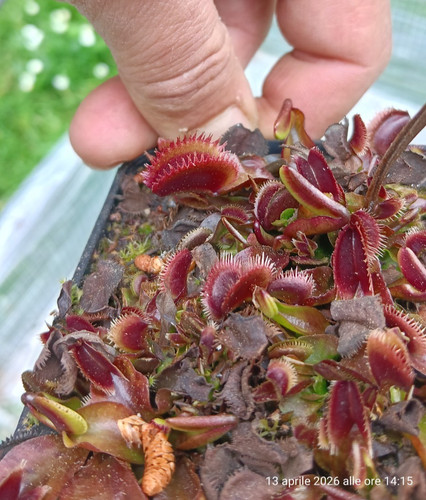 Dionaea muscipula bohemian - muscipula,