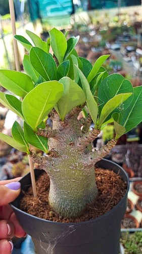 Adenium ansu baobab succulente