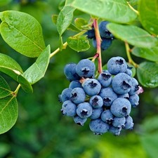 PIANTA DI MIRTILLO AMERICANO