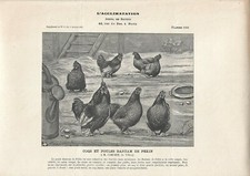 Stampa antica GALLI e GALLINE razza BANTAM di PECHINO 1912 Antique print