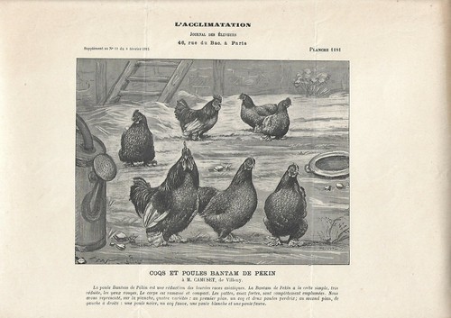 Stampa antica galli - antica,
