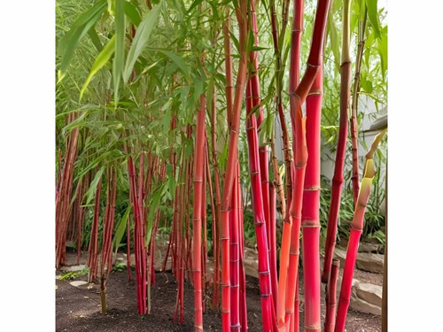 Pianta bambù rosso canna - pianta,
