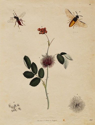 Insetto fiore spine - , polline