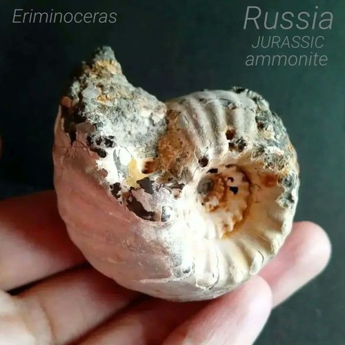 Esemplare fossile ammonite