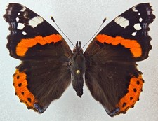 Nymphalidae Vanessa atalanta