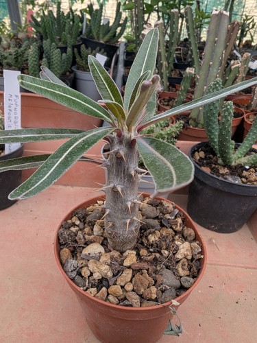 Pachypodium cactipes - cactipes, v