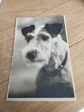 Animaux - Chien. Chiens  - FOX TERRIER ANGLAIS 