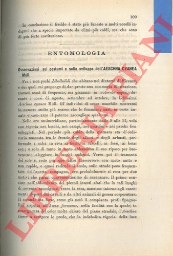 Stefanelli pietro - stefanelli,