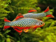 LOTTO 10 Rasbora Galaxy - Danio Margaritatus - Pesci - Acquario