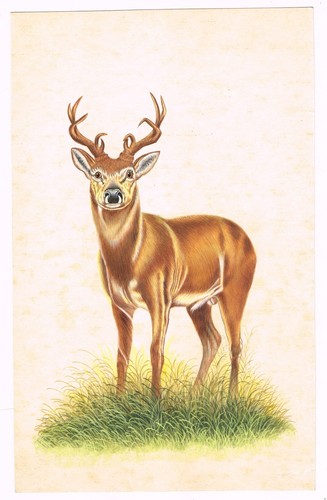 Fatto mano animale - a,