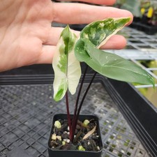 Alocasia Macrorhizza Black