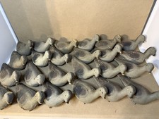 Esche da caccia colomba lutto