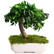 Bonsai Pitosforo stabilizzato