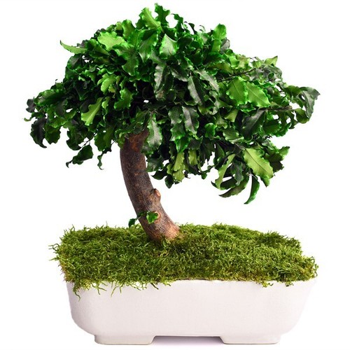 Bonsai pitosforo stabilizzato - bonsai,