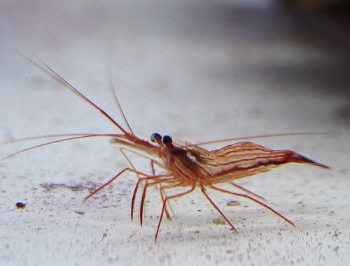 Lysmata wurdemanni gamberetti - lysmata, wurdemanni.