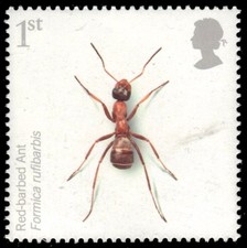 GRAN BRETAGNA 2565 - Formica