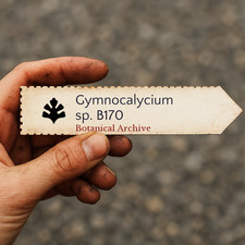 Gymnocalycium sp. B170 SEEDS -