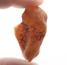 Pezzo di pietra ambra baltica