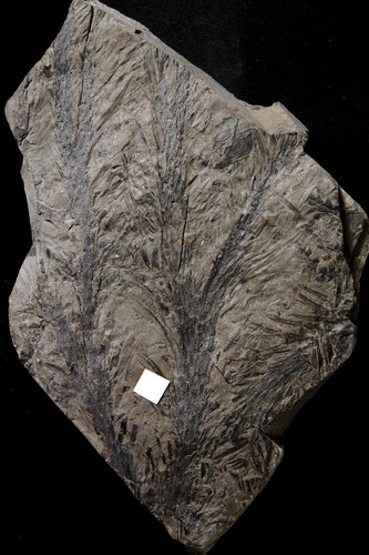 Grande pianta fossile - , di