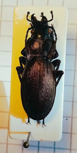 Carabidae carabinae carabus - carabinae,