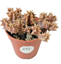 Huernia Zebrina a fiore