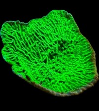 Live Coral Montipora Green Cap