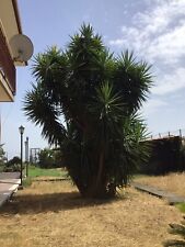 Yucca gigante
