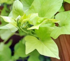 Mini pianta ornamentale - , di
