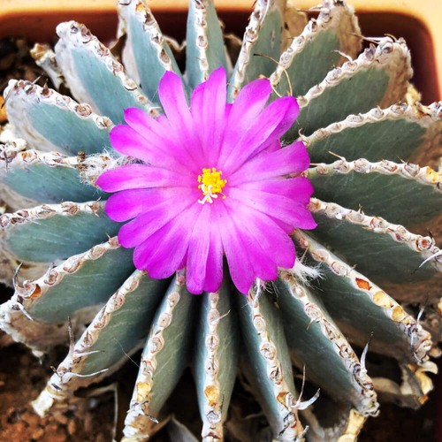 Geohintonia mexicana seeds - mexicana,