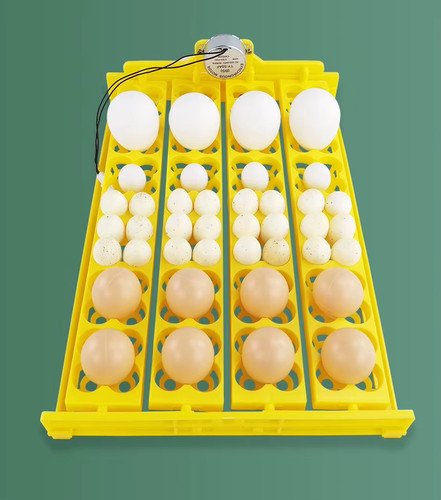 Incubatrice per uova - incubatrice, 12v