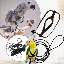 Train and Exercise Your Birds