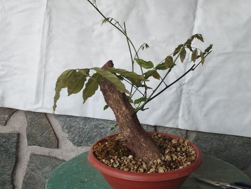 Bonsai glicine 26x10cm in - di,