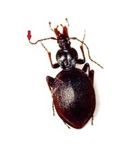 Carabidae, CARABINAE, Cychrus