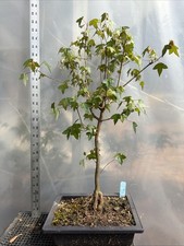 Trident Maple, Bonsai
