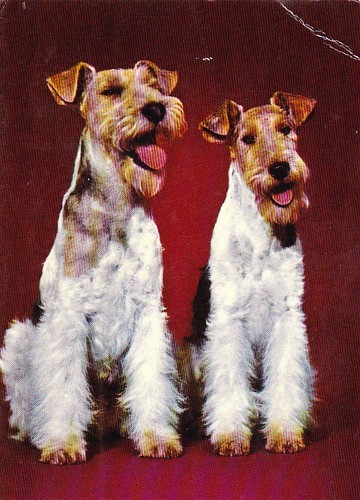 Cartolina fox terrier - cartolina,