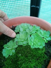 Pinguicula jaumavensis 