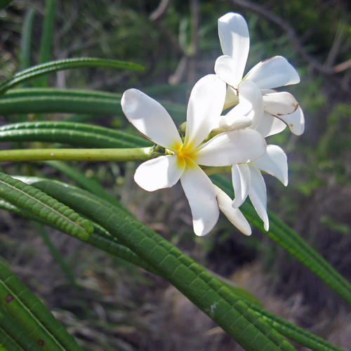 Plumeria alba 10 semi - –,