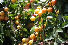 Prugna ciliegia - Prunus cerasifera - 5+ semi - FRUTTI RICCHI e BELLI! G 005