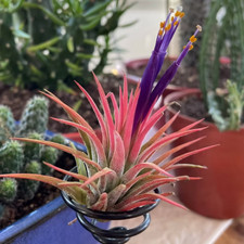 Sale660 tillandsia ionantha - tillandsia,