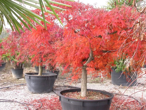 Acero rosso giapponese - , acer