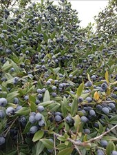 1kg BACCHE di mirto Sardo