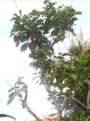 Piante albero solanum torvum - piante,