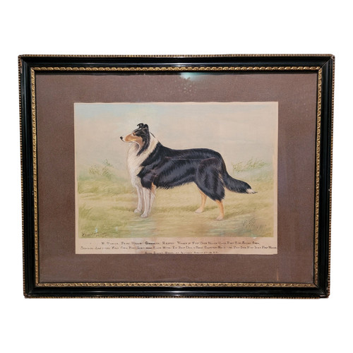 Collie dipinto ad acquerello - ad,
