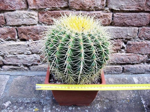 Echinocactus grusonii cm - grusonii,