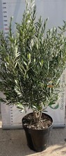 Pianta ulivo olea europea - pianta, "olea